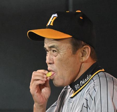 　４回の中断中、ベンチでパインアメを頰張る岡田監督（撮影・高部洋祐）