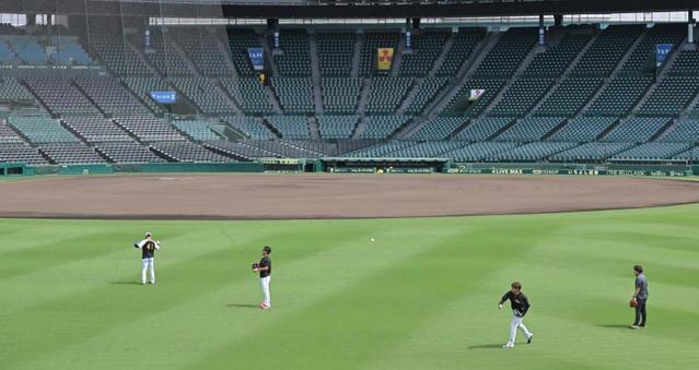 甲子園の芝生が美しい緑一色に 29日から阪神戦 高校野球終了から4日
