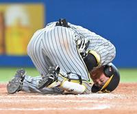 　９回、死球を受け苦しむ近本（撮影・高部洋祐）