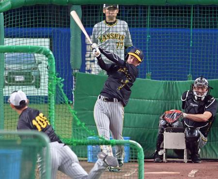 　フリー打撃をする近本（撮影・立川洋一郎）