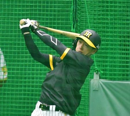 　打撃練習をする近本（撮影・中田匡峻）