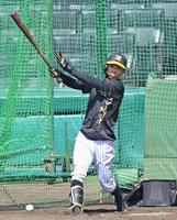 　フリー打撃をする島田（撮影・立川洋一郎）