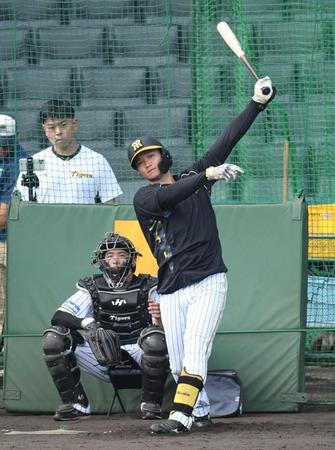 　打撃練習をする森下（撮影・中田匡峻）