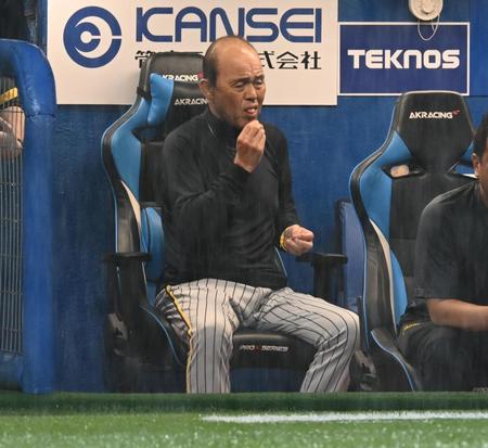 　雨のグラウンドを見つめ厳しい表情の岡田監督（撮影・金田祐二）