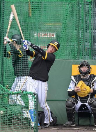 　フリー打撃をして調整する近本（撮影・立川洋一郎）