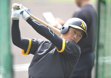 　打撃練習する近本（撮影・北村雅宏）