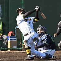 　７回、右越えに３ランを放つ森下（撮影・高部洋祐）