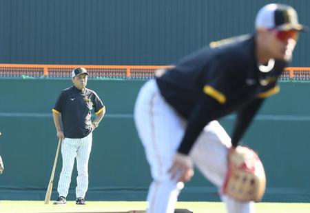 　外野から練習を見つめる岡田監督。手前はノックを受ける佐藤輝（撮影・中田匡峻）