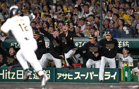 　４回、坂本（手前左）が勝ち越し適時打を放つと沸き上がる阪神ベンチ（撮影・田中太一）