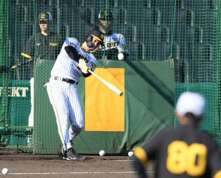 　岡田監督（８０）が見守る中、打撃練習をする佐藤輝