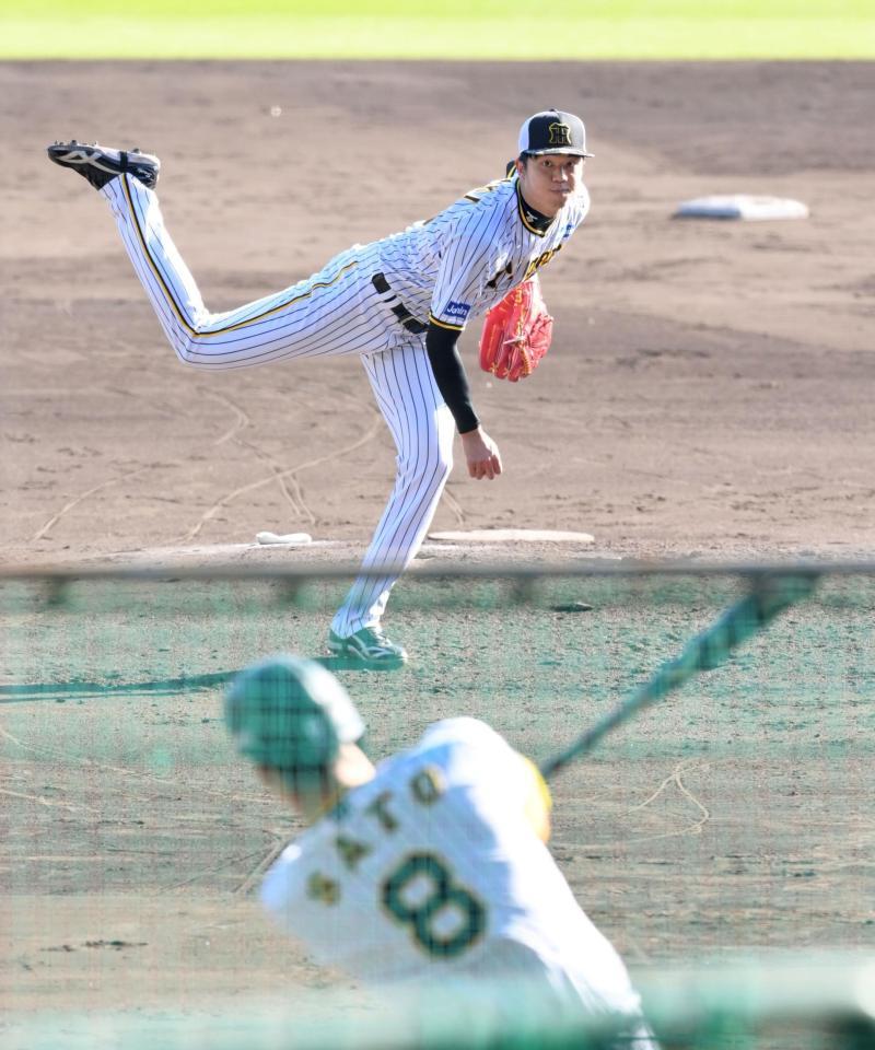 　シート打撃に登板し佐藤輝から空振り三振を奪う才木（撮影・立川洋一郎）