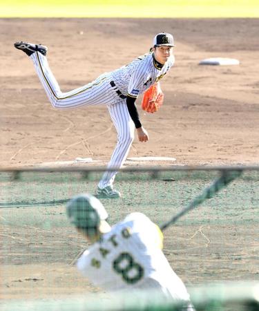 　シート打撃に登板し佐藤輝から空振り三振を奪う才木（撮影・立川洋一郎）