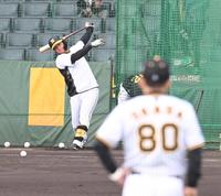 　岡田監督の見守る中、打撃練習する森下（撮影・金田祐二）