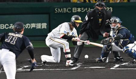 　１回、送りバントをきめる中野（撮影・金田祐二）