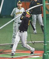 　フリー打撃で快音を響かせる佐藤輝（撮影・北村雅宏）