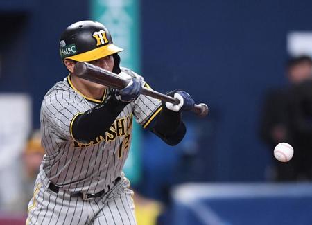 　６回、犠打を決める坂本（撮影・中田匡峻）