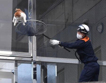 　ファーム事務所に迷い込んだ猫を消防署員が捕獲しようと試みるも失敗に終わる（撮影・石井剣太郎）