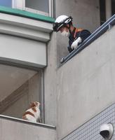 　ファーム事務所に迷い込んだ猫を捕獲しようと試みる消防署員（撮影・石井剣太郎）