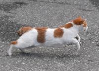 　ファーム事務所から落下し、走り去る猫（撮影・石井剣太郎）