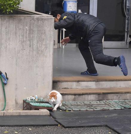 　ファーム事務所に迷い込んだ猫を消防署員が捕獲しようと試みるも失敗に終わり、猫は走って逃げる