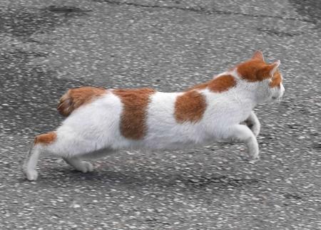 　ファーム事務所から落下し、走り去る猫