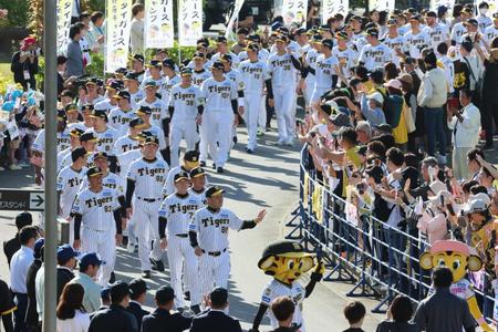 　岡田監督を先頭にキャンプインパレードをする阪神ナイン（撮影・立川洋一郎）