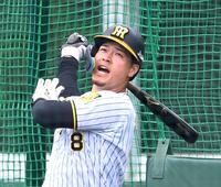 　ランチ特打で柵越えを連発する佐藤輝（撮影・飯室逸平）