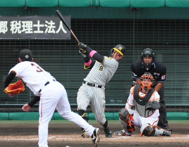 阪神・佐藤輝、あと数センチで場外の特大弾 オープン戦1号2