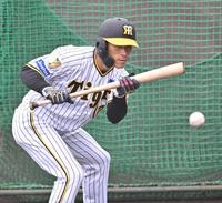 　バント練習する福島（撮影・北村雅宏）