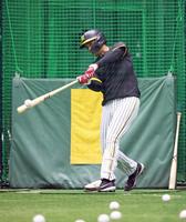 　打撃練習をする井上（撮影・立川洋一郎）