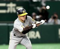 　４回、セーフティースクイズを試みる坂本（撮影・金田祐二）