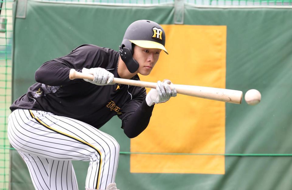 　バント練習をする小幡（撮影・中田匡峻）