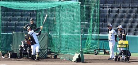 　岡田監督（右端）が見守る中、打撃練習をする森下（撮影・中田匡峻）