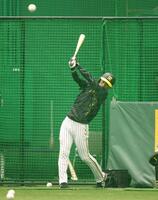 　打撃練習をする近本（撮影・中田匡峻）