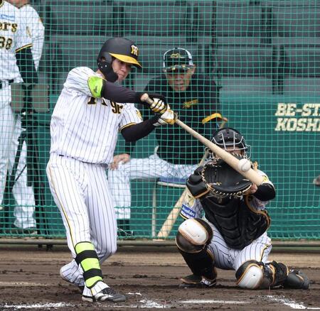 　シート打撃を行う中野（後方は岡田監督）＝撮影・中田匡峻