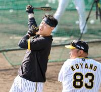 　ロングティーで勢いよくスイングする佐藤輝。右は小谷野コーチ（撮影・田中太一）