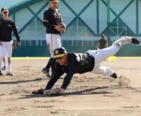 　ノックの打球に飛びつく小幡。後方左から中野、佐藤輝（撮影・中田匡峻）