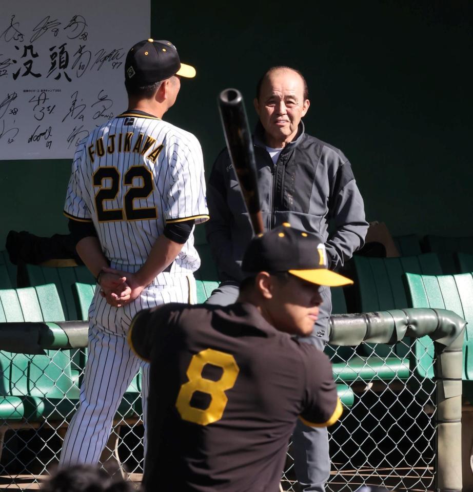 　藤川監督と話し中も、時折佐藤輝（手前）の構えを見る岡田オーナー付顧問（撮影・田中太一）