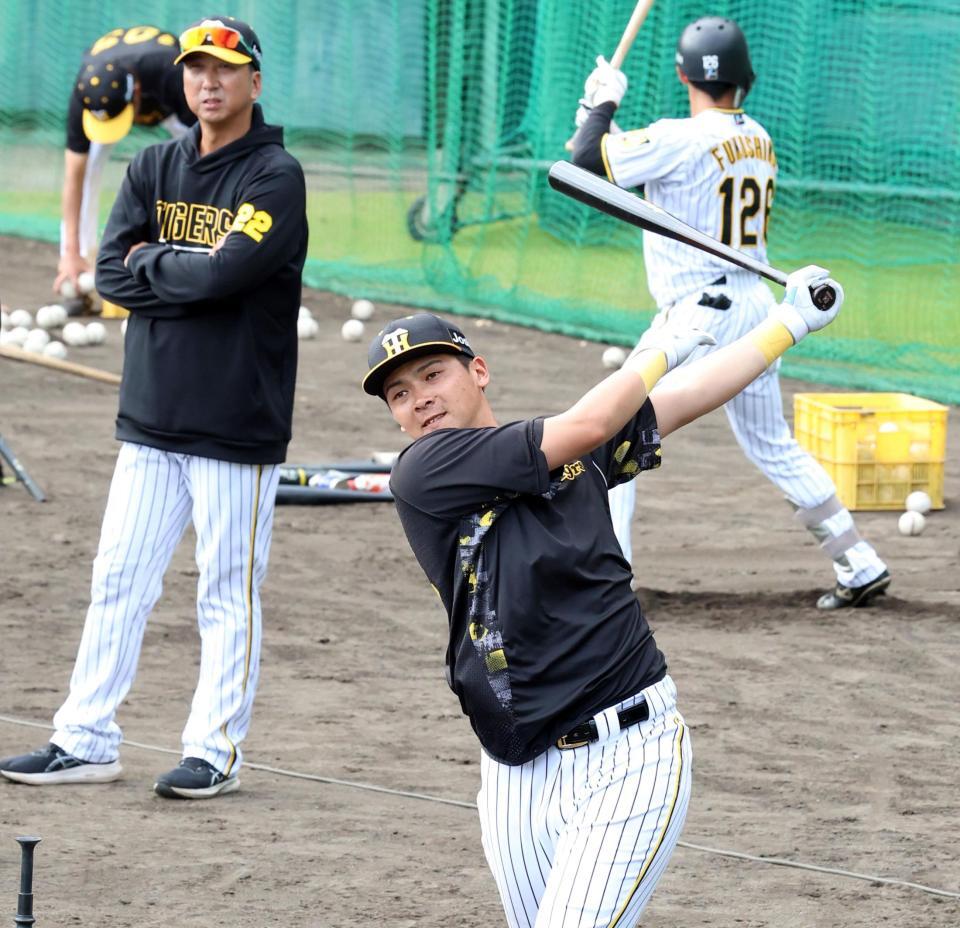 　藤川監督が見る中、打撃練習をする井上（撮影・田中太一）