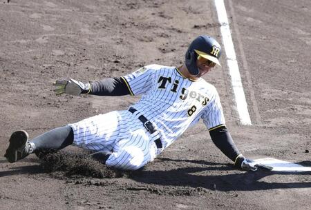 阪神　佐藤輝明がランチ特打で衝撃のバックスクリーン弾！スタンドどよめく　井坪も藤川監督の前で長打力をアピール