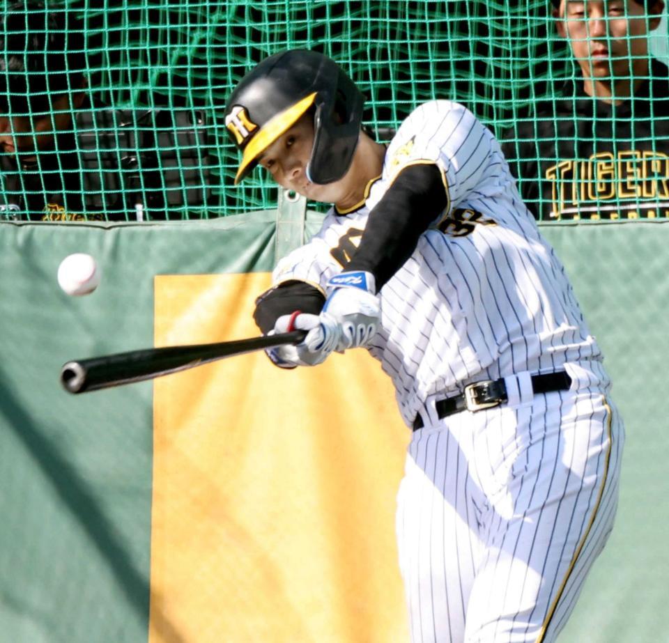 　ランチ特打で柵越えを連発する井上（撮影・田中太一）