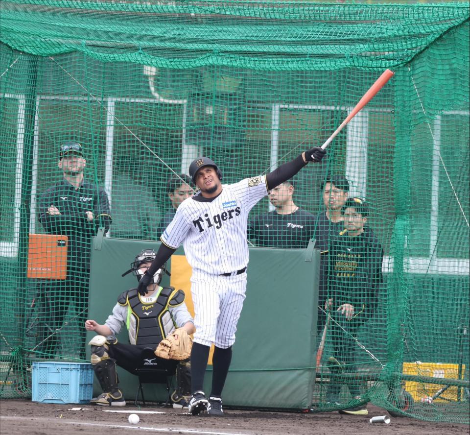 　打撃練習をするヘルナンデス（撮影・中田匡峻）