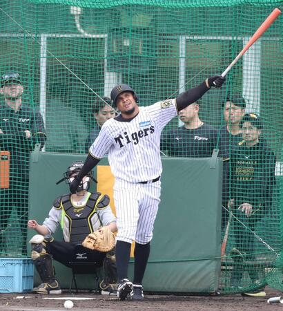 阪神・ヘルナンデス 衝撃デビュー 宜野座1号は推定130メートル看板直撃弾 同郷サンタナほうふつ