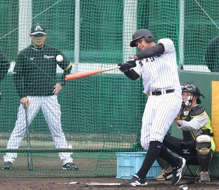 　ランチ特打で快音を響かせるヘルナンデス（撮影・中田匡峻）