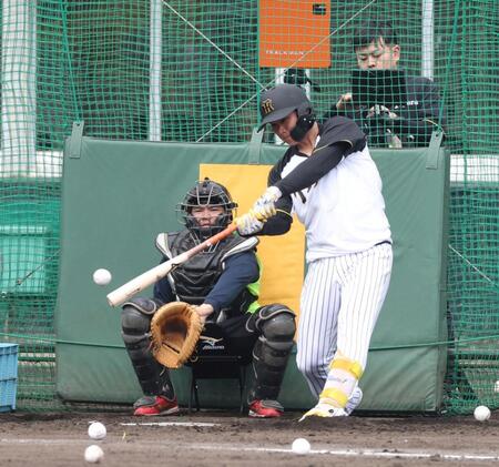 　打撃練習をする森下（撮影・中田匡峻）