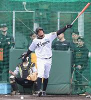 　ランチ特打で快音を響かせるヘルナンデス（撮影・中田匡峻）