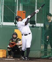 　ランチ特打で快音を響かすヘルナンデス（撮影・中田匡峻）