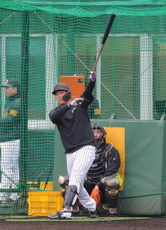 打撃練習する阪神・大山悠輔＝宜野座（撮影・金田祐二）