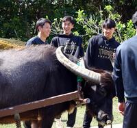 　水牛を前に笑顔を見せる（左から）川崎、今朝丸、工藤（撮影・山口登）