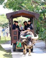 　水牛車に乗る（左から）川崎、工藤、早川、町田、今朝丸（撮影・山口登）